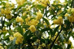 名貴桂花品種前十排名