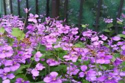 2025北方大花秋葵種植時間表！選對月份，花期更長更旺盛！