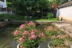 世界最小月季之一，好養(yǎng)開花不斷