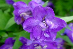 飛燕草的花期、花語(yǔ)和象征寓意