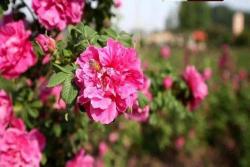 玫瑰花種子幾月播種最好?