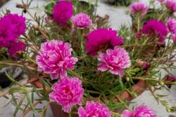8月份能播種太陽(yáng)花嗎