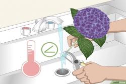 如何讓繡球花一直旺盛生長(zhǎng)