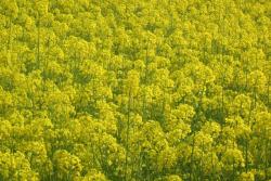 婺源油菜花什么時(shí)候開(kāi)