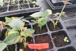 伏舊園之花復(fù)花性有點優(yōu)秀