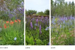 被名字耽誤的那些漂亮花兒