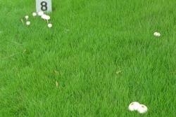 紫羊茅種子價(jià)格多少錢一斤