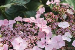 適合在北陽(yáng)臺(tái)種植的繡球花推薦