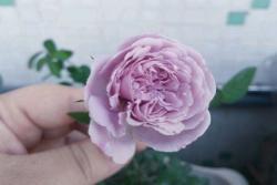 為什么藍(lán)色陰雨月季這么受歡迎？
