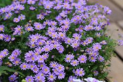  8款菊花品種推薦，從春開(kāi)到冬