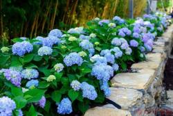 無盡夏什么時候開花，一年能開幾次？
