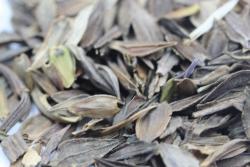百日草種子的種植方法及時(shí)間