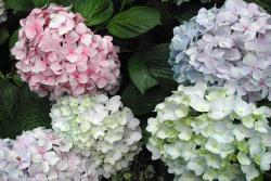 繡球花冬季怎么養(yǎng)護,如何安全過冬