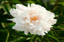 芍藥花種植養(yǎng)護(hù)超詳細(xì)指南！