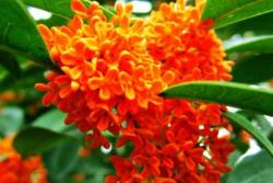 名貴桂花品種前十排名