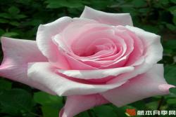 粉玫瑰代表什么意思(粉玫瑰的花語(yǔ))