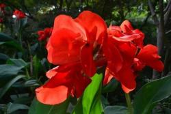 美人蕉什么時(shí)候開(kāi)花