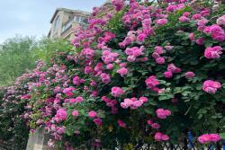 薔薇可以在冬天種植嗎？
