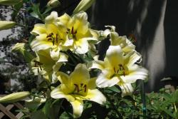 百合種植養(yǎng)護(hù)過程中的常見問題解答