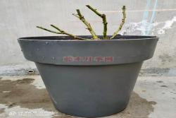 月季藍莓蛋糕感覺要翻車