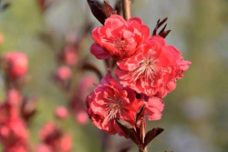 紅花碧桃的種植養(yǎng)護(hù)方法(苗圃技術(shù)人員分享)