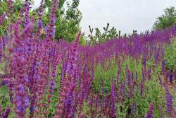 薰衣草什么時(shí)候開(kāi)花(薰衣草的花期)