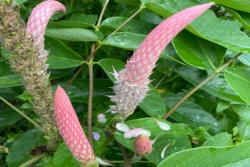 貓尾草如何養(yǎng)護(hù)才能開花更好？