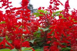 一串紅什么季節(jié)開花(一串紅的花期)