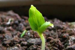 月季花種子幾月份播種