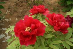怎樣養(yǎng)好牡丹花，需要注意什么