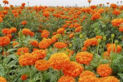 金盞花能天天泡水喝嗎？