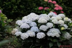 低光照環(huán)境也能種植的繡球品種推薦