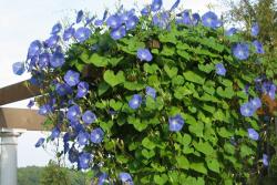 牽牛花什么時候開，它的花期能持續(xù)多久