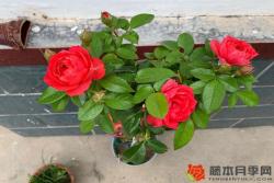 月季小苗當(dāng)年能開花嗎