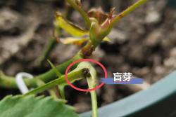 月季長(zhǎng)出新芽全是盲芽怎么辦