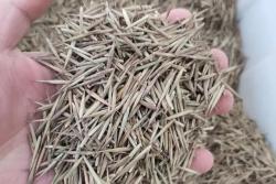 毛竹種子的發(fā)芽秘訣？