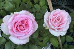 甜蜜訴說 Sweet Parole