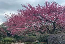 梅花最高能長多高