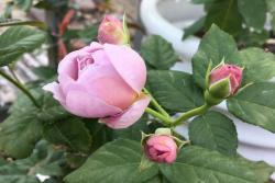 薰衣草花環(huán)是藤本還是灌木