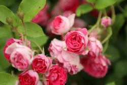 胭脂扣月季一年開(kāi)幾次花，值不值得入手？