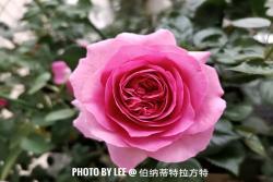 特拉方特月季是什么顏色