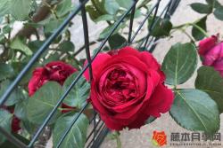 月季花代表什么意思(月季花的花語和寓意)