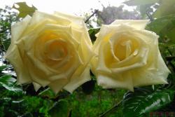 玫瑰、月季、薔薇的復(fù)花性有什么不同？