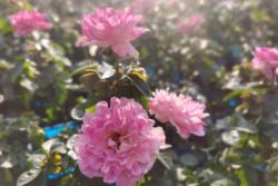 ?？录居惺裁刺攸c(diǎn)
