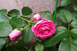 胭脂扣月季花的優(yōu)缺點(diǎn)有哪些？