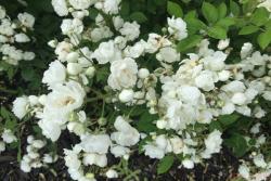 玫瑰、月季、薔薇的復(fù)花性有什么不同？