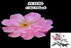 中國古老月季四大老種是哪四個？