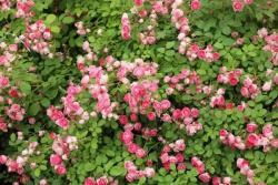 胭脂扣月季一年開(kāi)幾次花，值不值得入手？