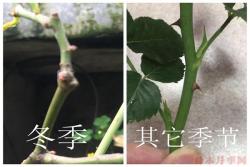 為什么說(shuō)月季最佳的嫁接季節(jié)是在春季？