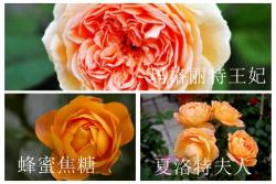 蜂蜜焦糖、夏洛特夫人和瑪格麗特王妃的區(qū)別